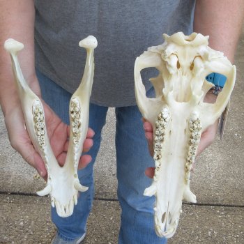 12-1/2" Wild Boar Skull 