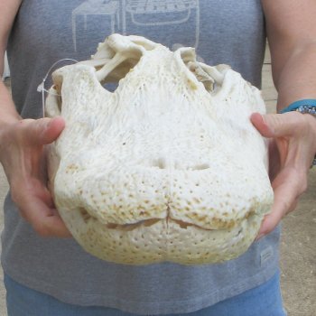 Damaged 20" Alligator Skull 