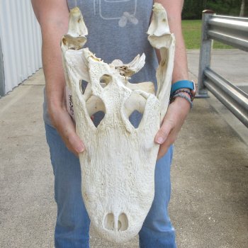 Damaged 20" Alligator Skull 