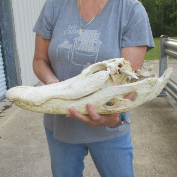Damaged 20" Alligator Skull 