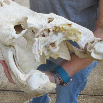 Damaged 20" Alligator Skull 