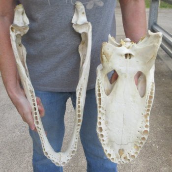 Damaged 20" Alligator Skull 
