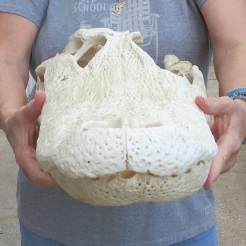 Damaged 23" Alligator Skull 