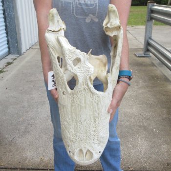 Damaged 23" Alligator Skull 