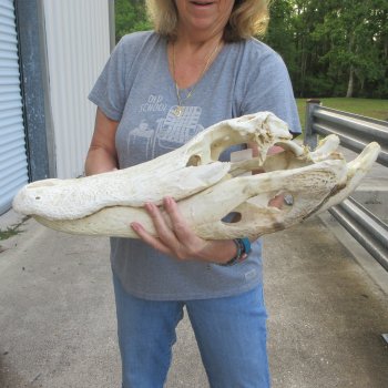 Damaged 23" Alligator Skull 