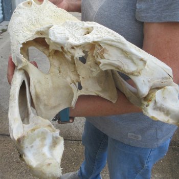 Damaged 23" Alligator Skull 