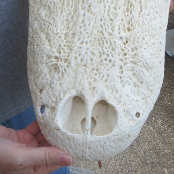 Damaged 23" Alligator Skull 