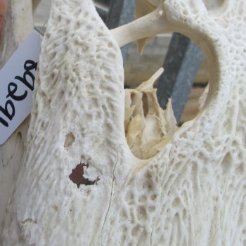 Damaged 23" Alligator Skull 