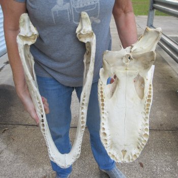 Damaged 23" Alligator Skull 