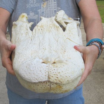 Damaged 22" Alligator Skull 