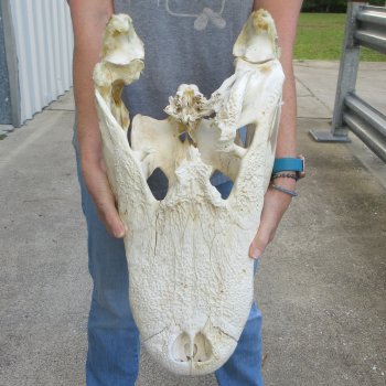 Damaged 22" Alligator Skull 