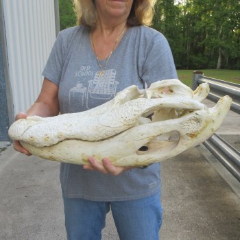 Damaged 22" Alligator Skull 