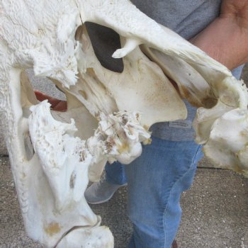 Damaged 22" Alligator Skull 