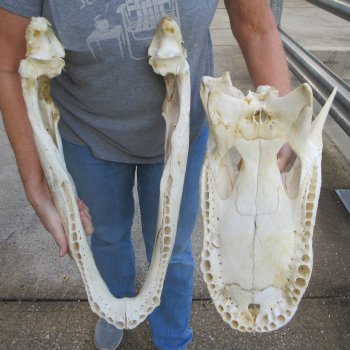Damaged 22" Alligator Skull 