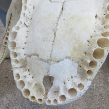 Damaged 22" Alligator Skull 