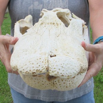 Damaged 21" Alligator Skull 