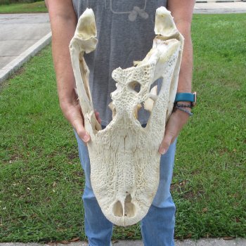 Damaged 21" Alligator Skull 