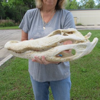 Damaged 21" Alligator Skull 