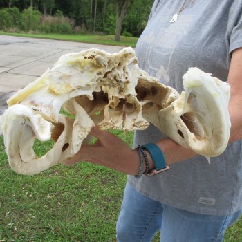 Damaged 21" Alligator Skull 