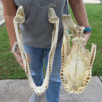 Damaged 21" Alligator Skull 