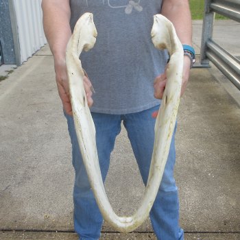 21" Alligator Bottom Jaw Bone