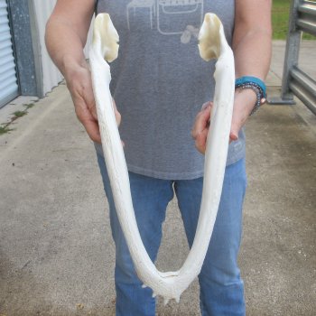 19" Alligator Bottom Jaw Bone