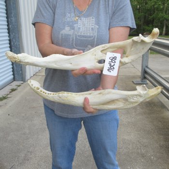 19" Alligator Bottom Jaw Bone