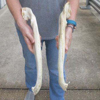 19" Alligator Bottom Jaw Bone