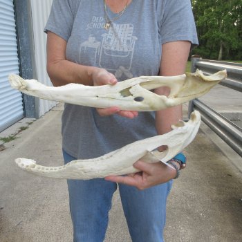 18" Alligator Bottom Jaw Bone