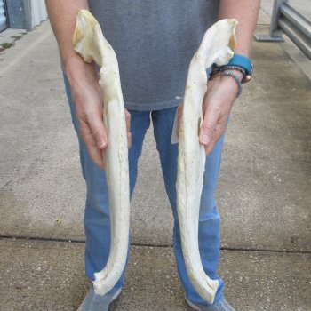 18" Alligator Bottom Jaw Bone