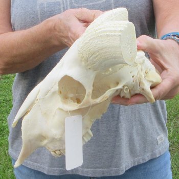 12" African Merino Ram/Sheep Skull with NO Horns 