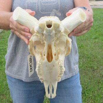 12" African Merino Ram/Sheep Skull with NO Horns 