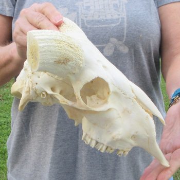 12" African Merino Ram/Sheep Skull with NO Horns 