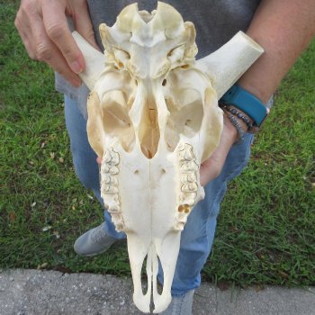 12" African Merino Ram/Sheep Skull with NO Horns 