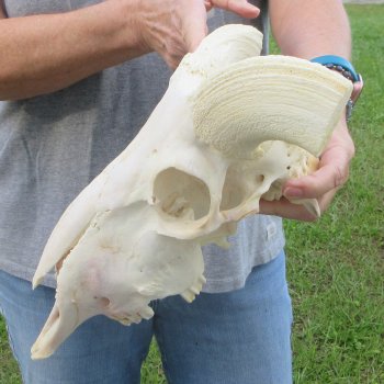 13" African Merino Ram/Sheep Skull with NO Horns 