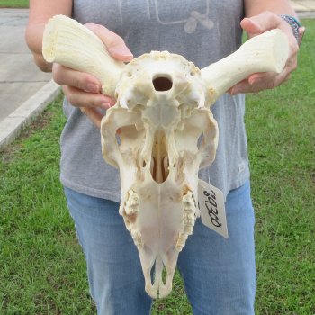 13" African Merino Ram/Sheep Skull with NO Horns 