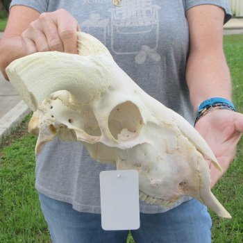 13" African Merino Ram/Sheep Skull with NO Horns 