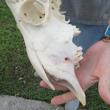 13" African Merino Ram/Sheep Skull with NO Horns 