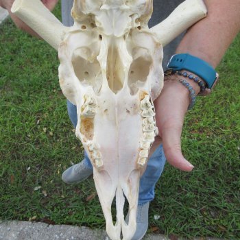 13" African Merino Ram/Sheep Skull with NO Horns 