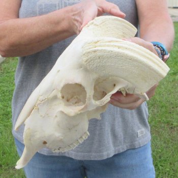 13" African Merino Ram/Sheep Skull with NO Horns 