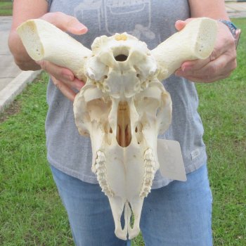 13" African Merino Ram/Sheep Skull with NO Horns 