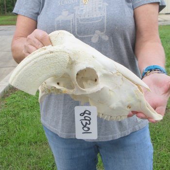 13" African Merino Ram/Sheep Skull with NO Horns 