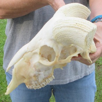 12" African Merino Ram/Sheep Skull with NO Horns 