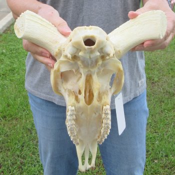 12" African Merino Ram/Sheep Skull with NO Horns 