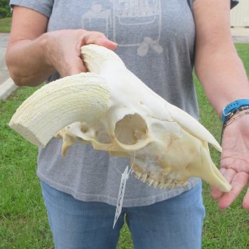 12" African Merino Ram/Sheep Skull with NO Horns 