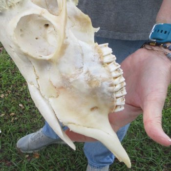 12" African Merino Ram/Sheep Skull with NO Horns 