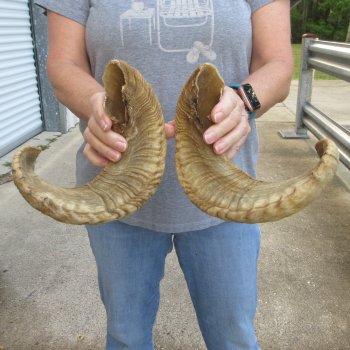20" Matching Pair Ram Sheep Horns
