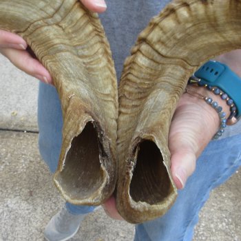 20" Matching Pair Ram Sheep Horns