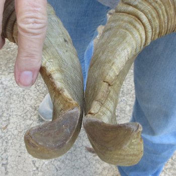 20" Matching Pair Ram Sheep Horns