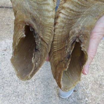 20" Matching Pair Ram Sheep Horns